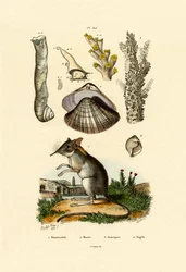 Shrew